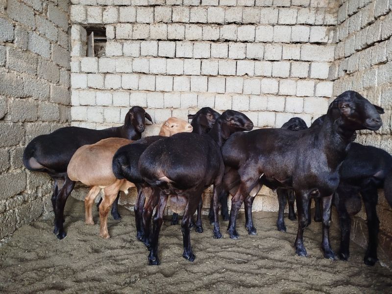 Qurbonlikka qochqorlar Qurbonlikka qochqorlar