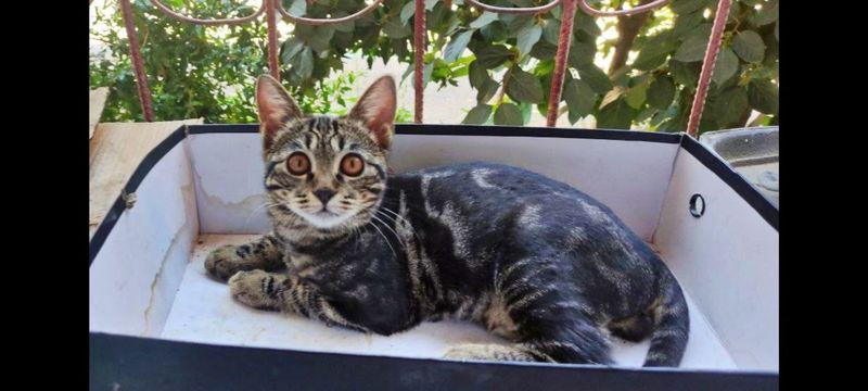 Породистая кошка Вислоухие котята скотиш страйт Породистая кошка Вислоухие котята скотиш страйт