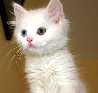 Felis silvestris
