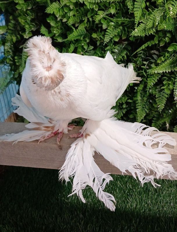 Kabutarlar Narla 3 tasi sotiladi Kabutarlar Narla 3 tasi sotiladi