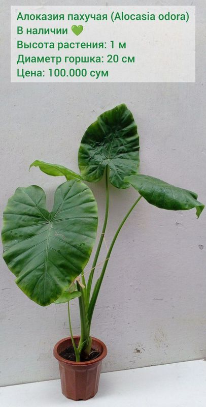 Алоказия пахучая (Alocasia odora). Цветы для дома и офиса. В наличии ?