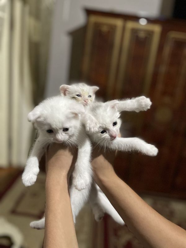 Шатланиски кошка