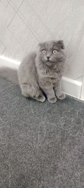 Scottish Fold mushukcha sotiladi Scottish Fold mushukcha sotiladi