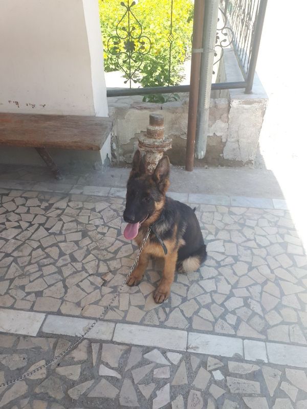 Nemis ofcharkasi sotiladi