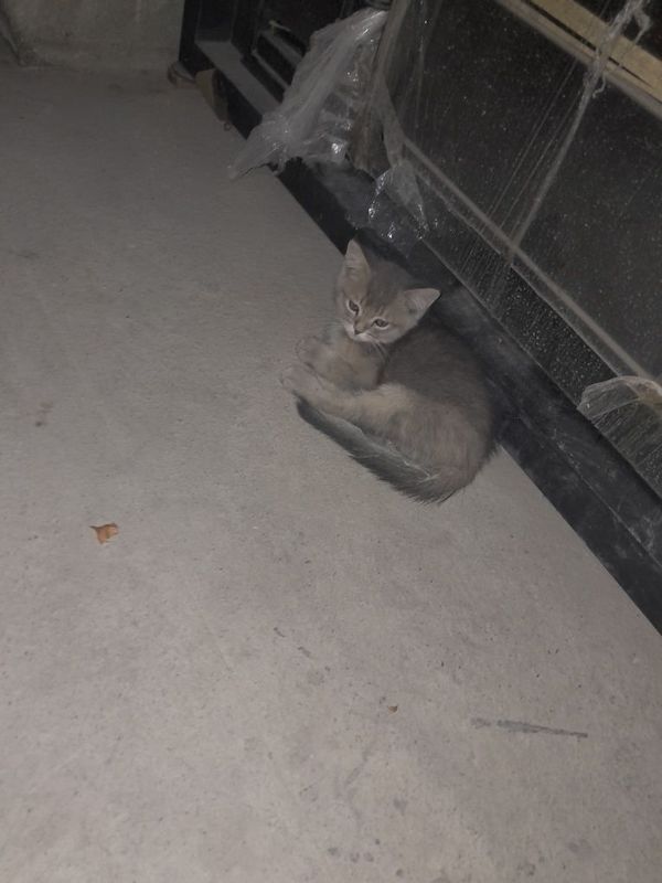 Британская кошка