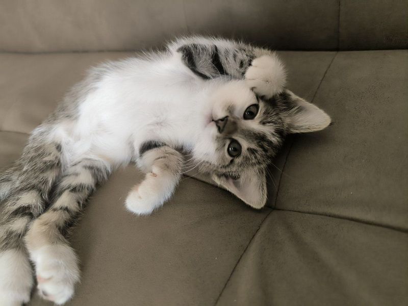 Котята отдам в хорошие руки Котята отдам в хорошие руки