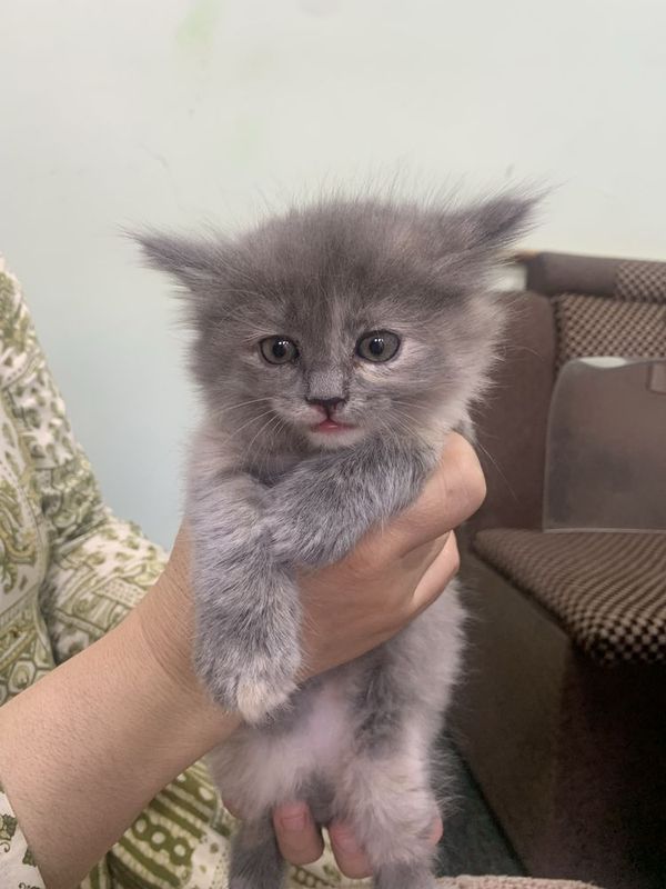 Скоттиш страйт. Скоттиш страйт.