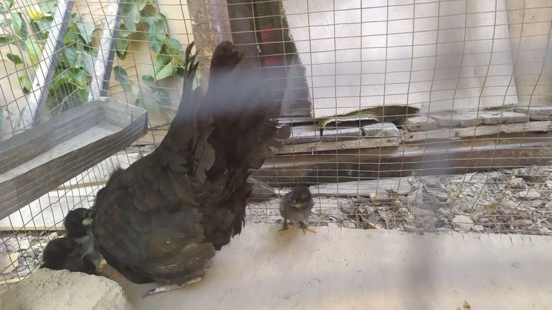 Ухайлилю Товуқ 6-7 та жўжала 3 кунлири билан Ухайлилю Товуқ 6-7 та жўжала 3 кунлири билан