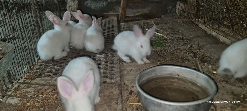 Кролики месячные , породы великан Кролики месячные , породы великан