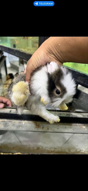 Породистый кролик Породистый кролик