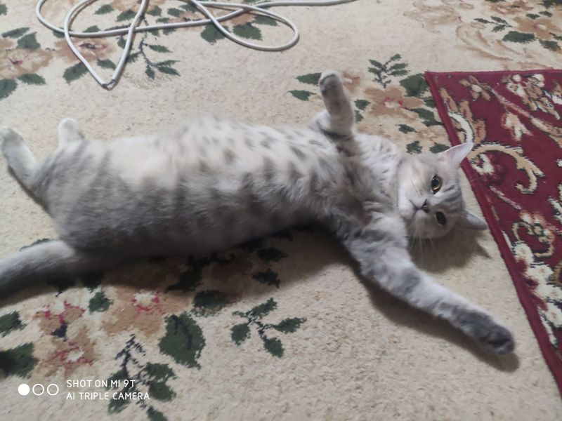 Скоттиш-страйт в заботливые руки