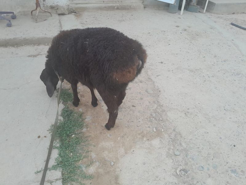 qoy sotiladi 1 ta qoy sotiladi 1 ta