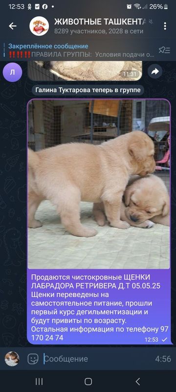 Продаются чистокровные ЩЕНКИ ЛАБРАДОРА РЕТРИВЕРА