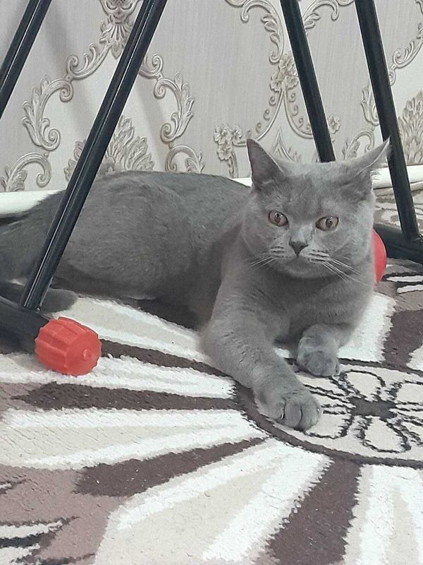 Британская короткошёрстная кошка Британская короткошёрстная кошка