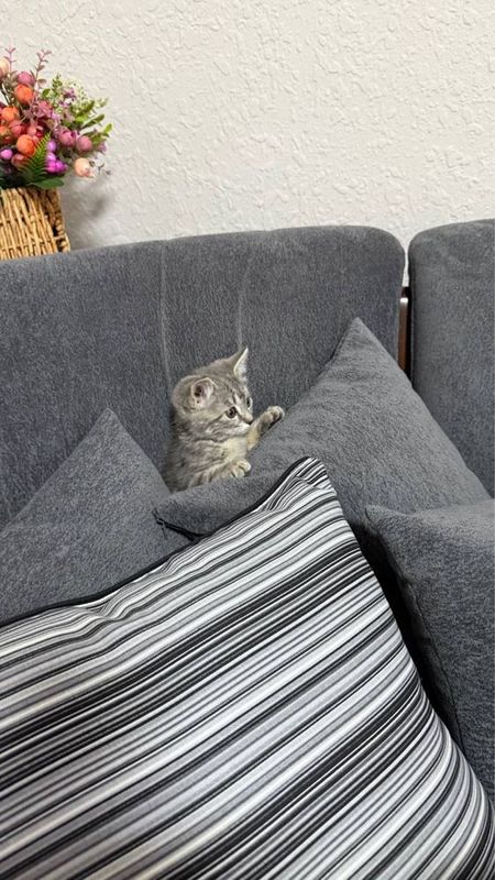 Шотландская кошка (Scottish Fold) – ласковая и ухоженная Шотландская кошка (Scottish Fold) – ласковая и ухоженная