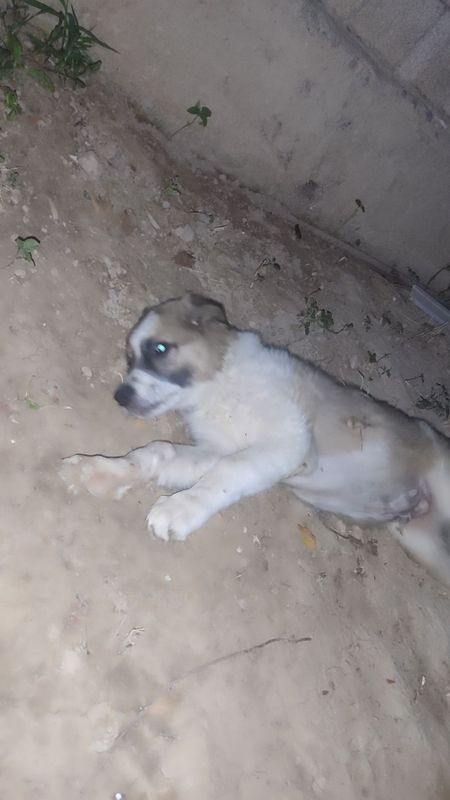 Alabay parodasi jinsi erkaka Alabay parodasi jinsi erkaka