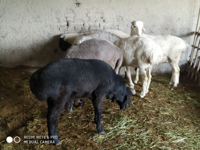 Qõchqorlar sotiladi jami 10ta adres buxoro shaharda arinter 7mikrayon