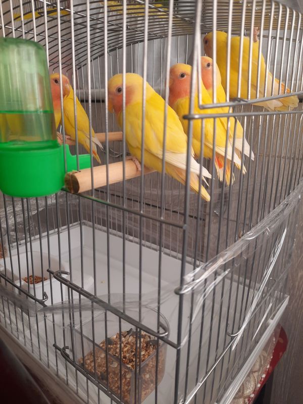 Saru nerazluchnik 3 oyli q Saru nerazluchnik 3 oyli q