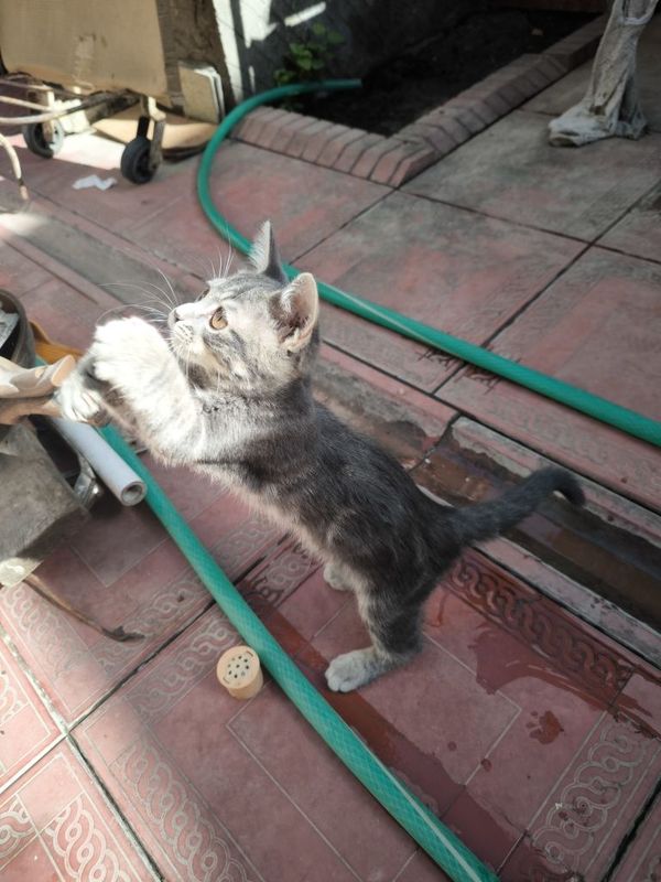 Вислоухий котёнок скотиш страйт