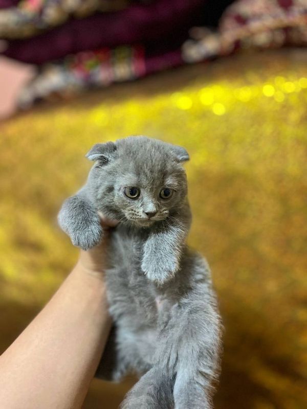 Продаются котята Продаются котята