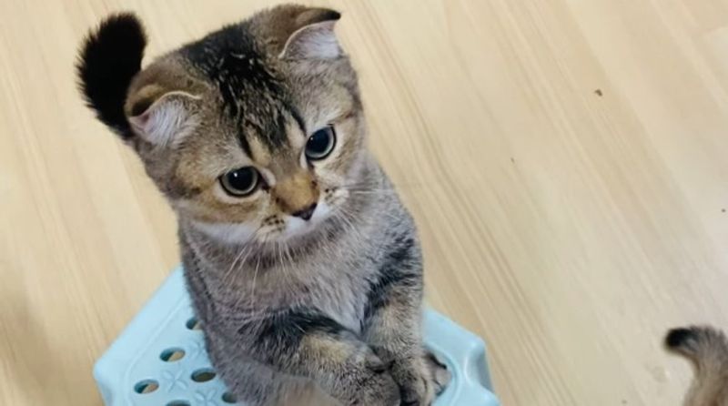 Mushuk bolasi 1 oylik zotli Mushuk bolasi 1 oylik zotli