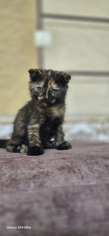 Срочно продаются котята Срочно продаются котята