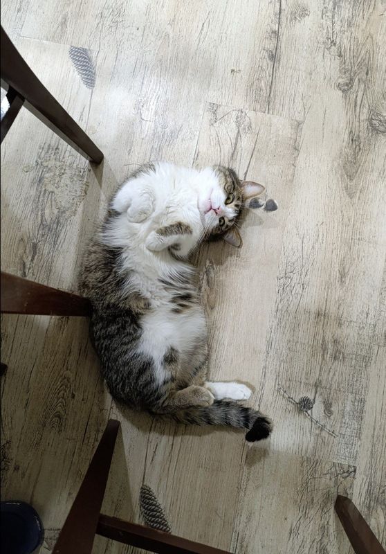 Отдам кота бесплатно Отдам кота бесплатно