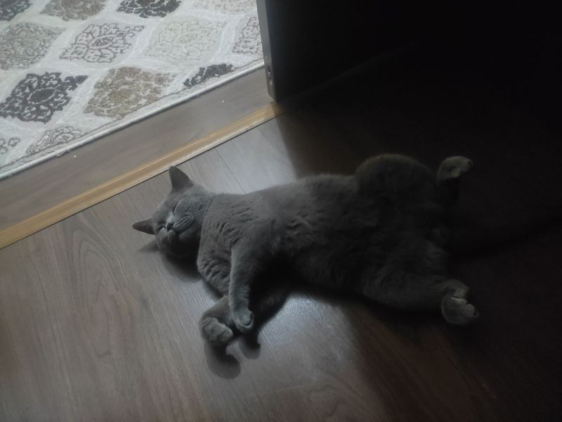 Продается кот, скотиш страйт Продается кот, скотиш страйт