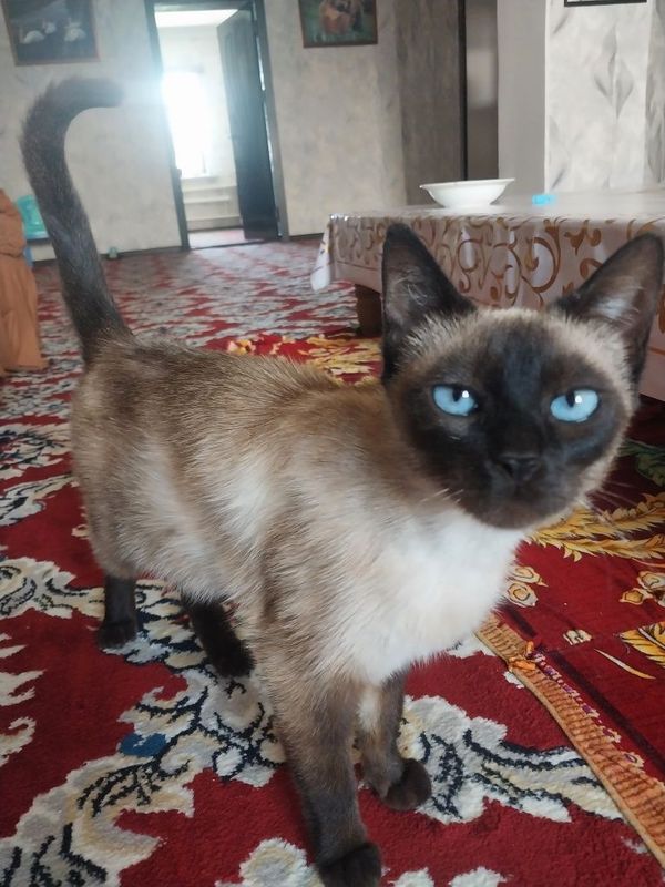Сиамская кошка сатылады Сиамская кошка сатылады