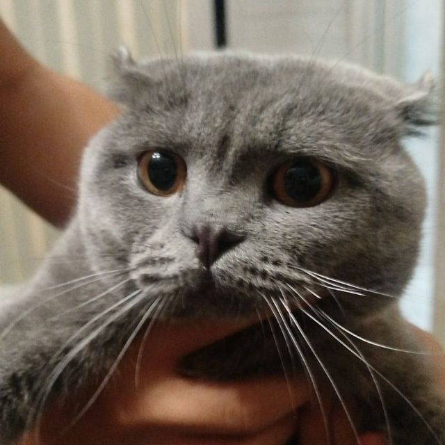 Связка кот почти 2 года Связка кот почти 2 года