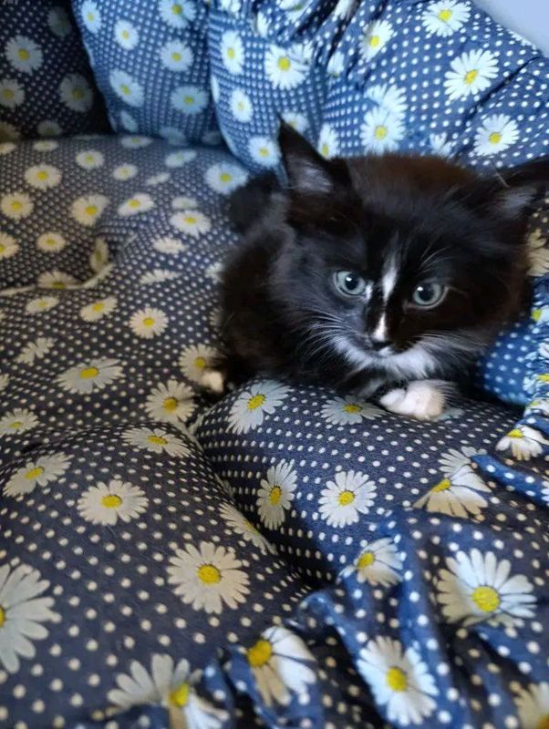 Сибирский котёнок! Сибирский котёнок!
