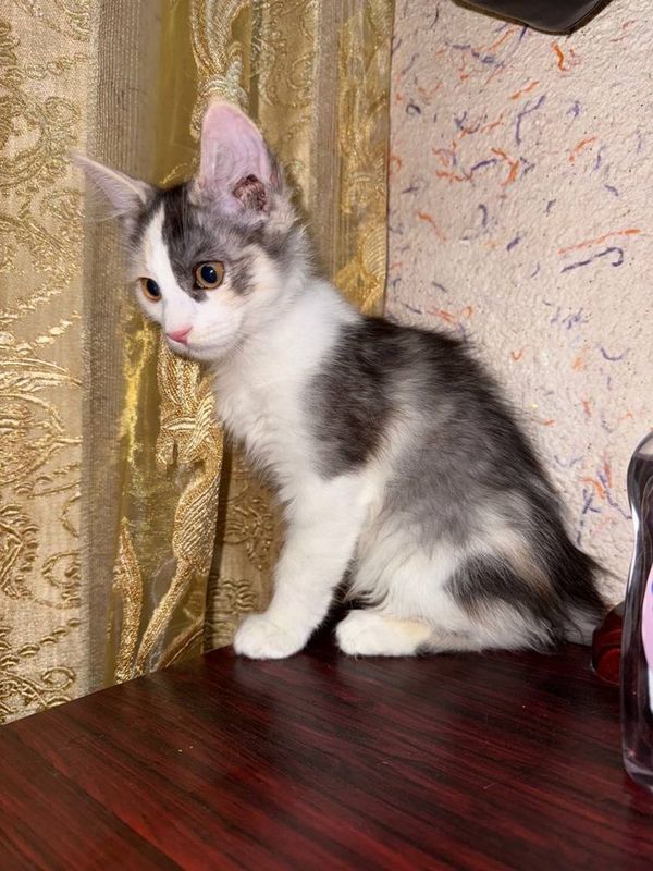 Котята в добрые руки Котята в добрые руки