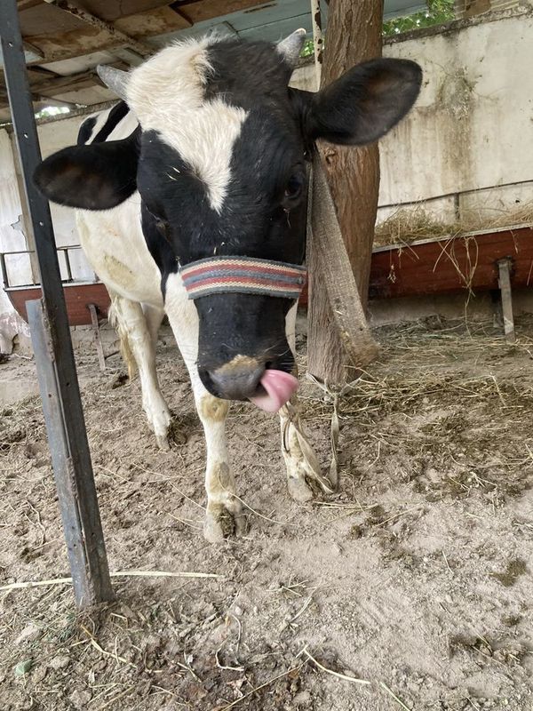 Parodali mol sotiladi Parodali mol sotiladi