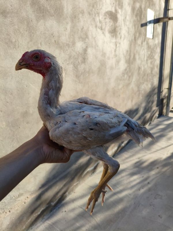 Dakan joja xoroz oq 3 oyli Dakan joja xoroz oq 3 oyli