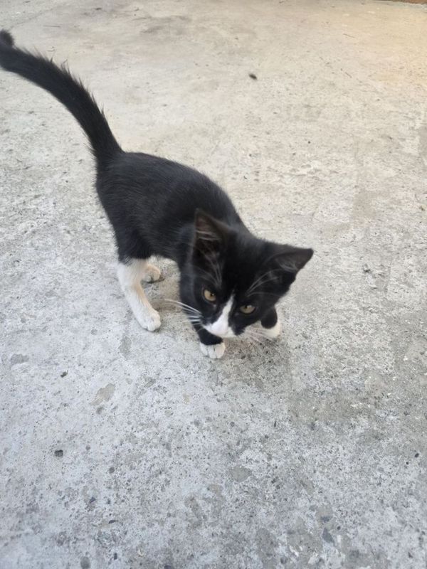Котёнок девочка 2 месяца Котёнок девочка 2 месяца