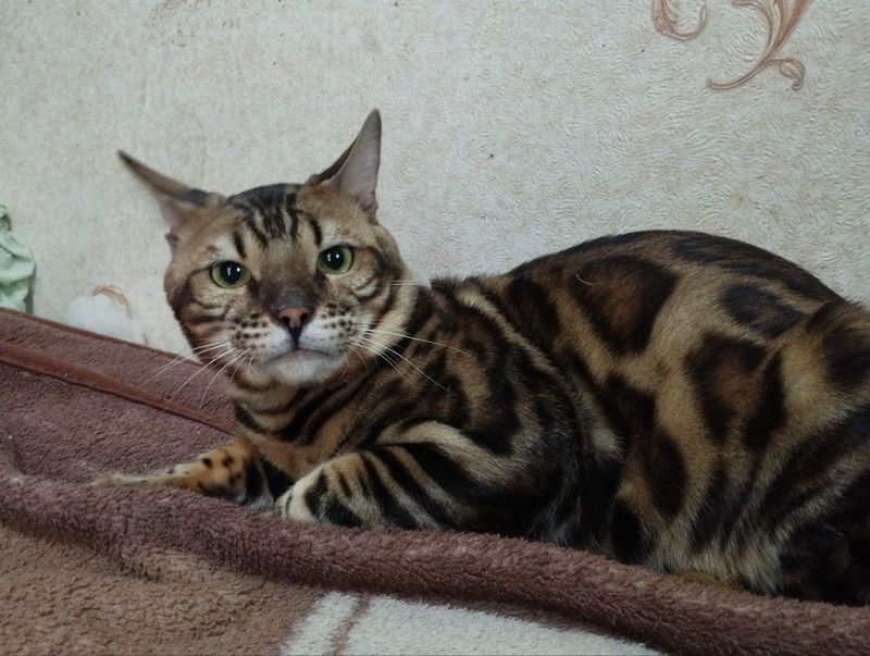 Бенгальский кот для вязки Бенгальский кот для вязки