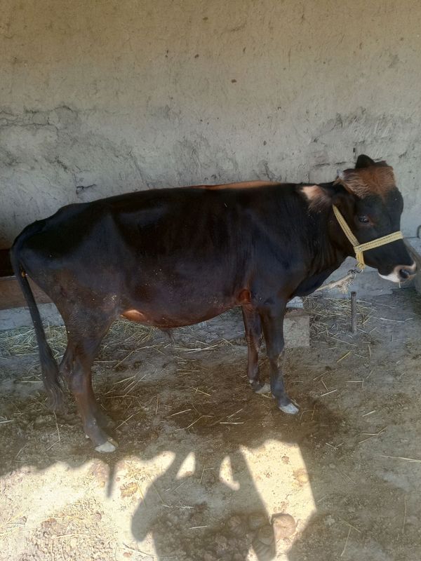 2 Xukiz sotiladi Navoiy viloyati kanmeh tumani 2 Xukiz sotiladi Navoiy viloyati kanmeh tumani