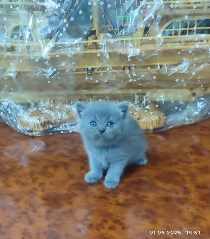 Продаются котята скоттиш страйт Продаются котята скоттиш страйт