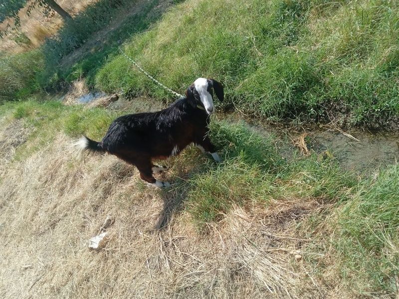 Ona bola to'qal echki bolasi taka birinchi tug'ishi Ona bola to'qal echki bolasi taka birinchi tug'ishi