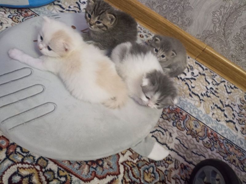 Хар хил зотли скотиш 1 ойлик мушукчалар Хар хил зотли скотиш 1 ойлик мушукчалар