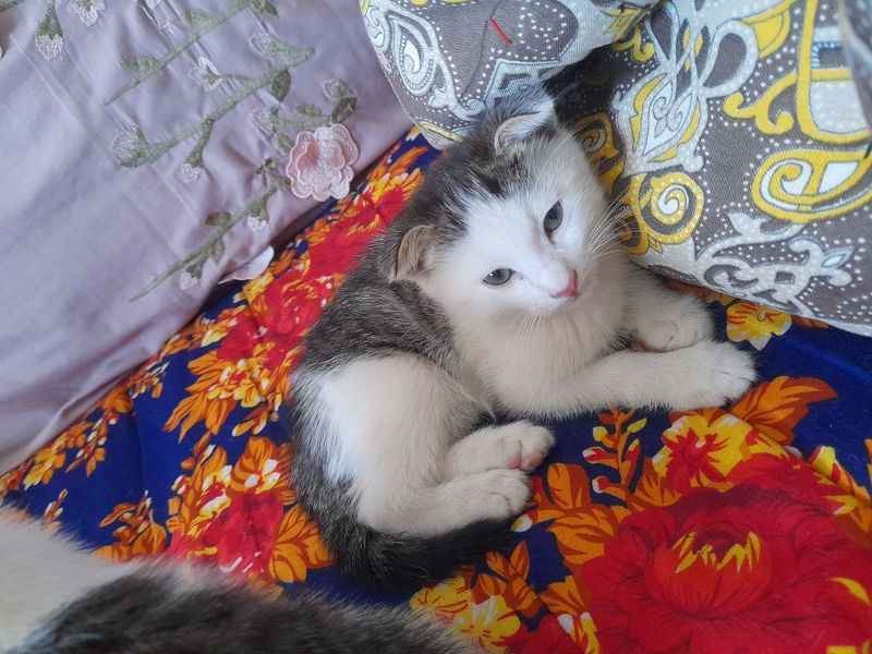 Милые котят. 3 кошки продаются. Милые котят. 3 кошки продаются.