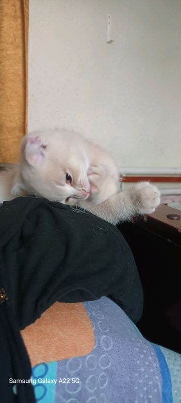 mushuk bolasi mushuk bolasi