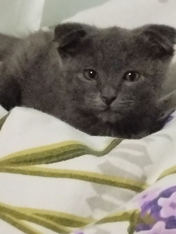 Котёнок, вислоухий Котёнок, вислоухий