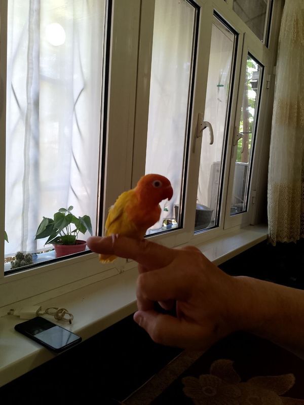 Popugay sotiladi Popugay sotiladi