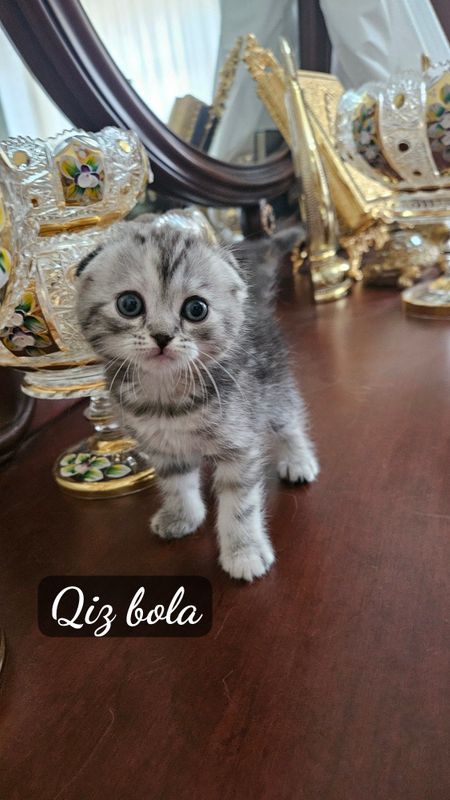 Mushuklar sotiladi Scottish Fold Mushuklar sotiladi Scottish Fold