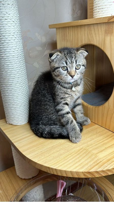 Котята скотиш фолд Котята скотиш фолд