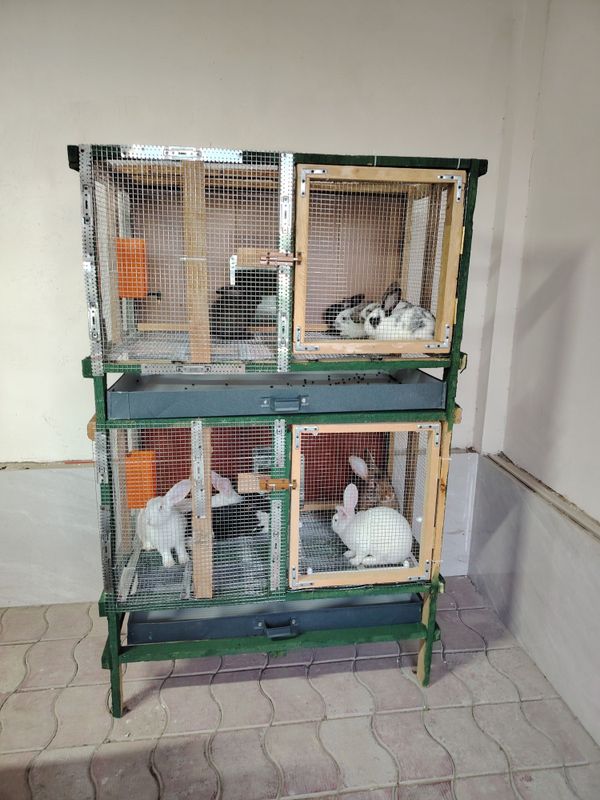 Продам кроликов 9 штука Продам кроликов 9 штука