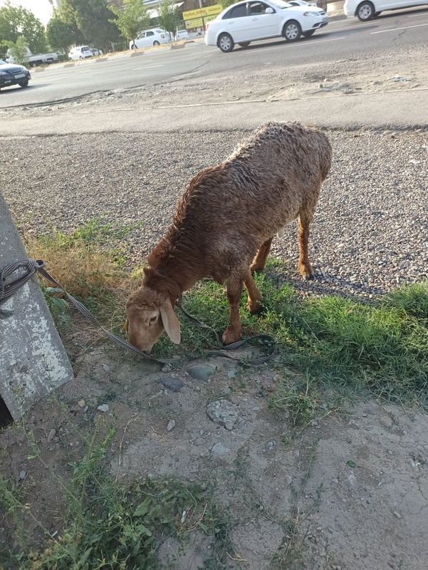 Qo'y sotiladi baran Qo'y sotiladi baran