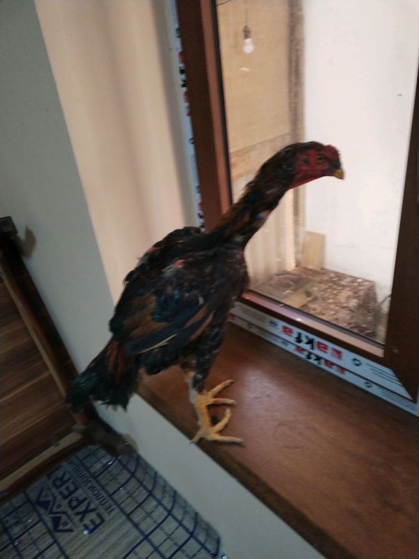DAKANLAR DAKANLAR