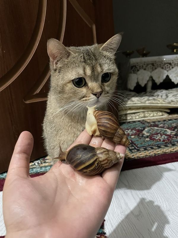 Vyazkaga chinchilla Vyazkaga chinchilla